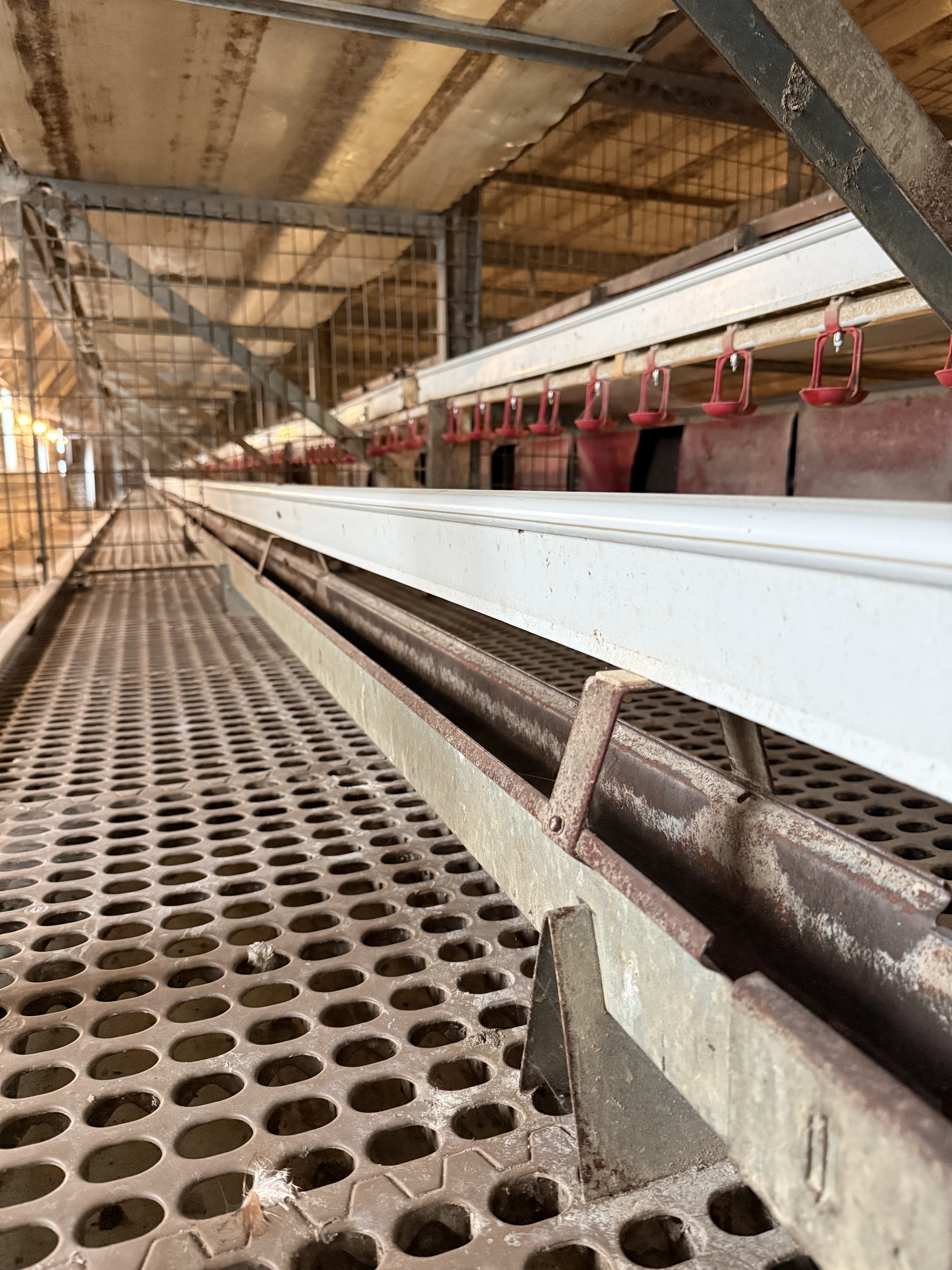 Feeding line and troughs in the RED-L Aviary System