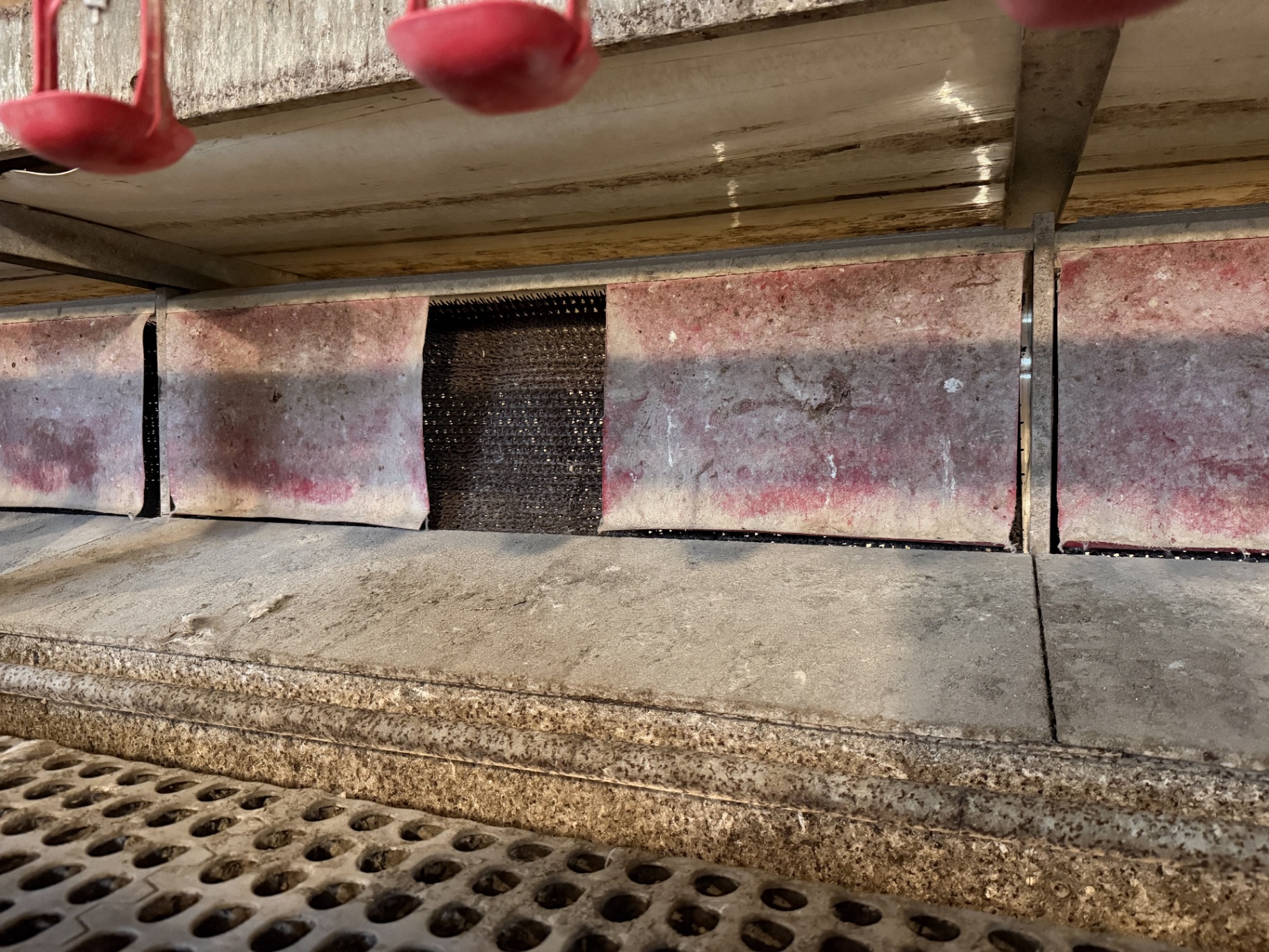 RED-L Aviary System photo 10