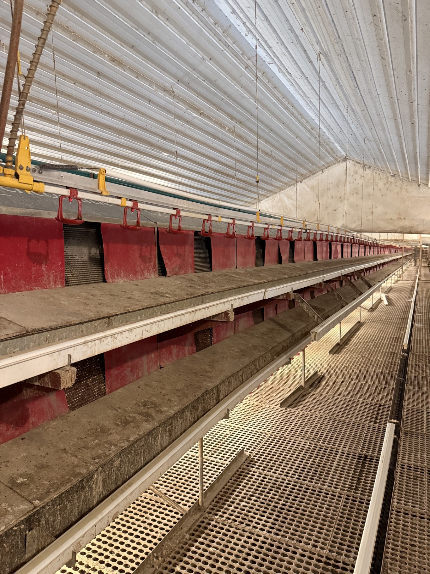 RED-L Aviary System photo 17