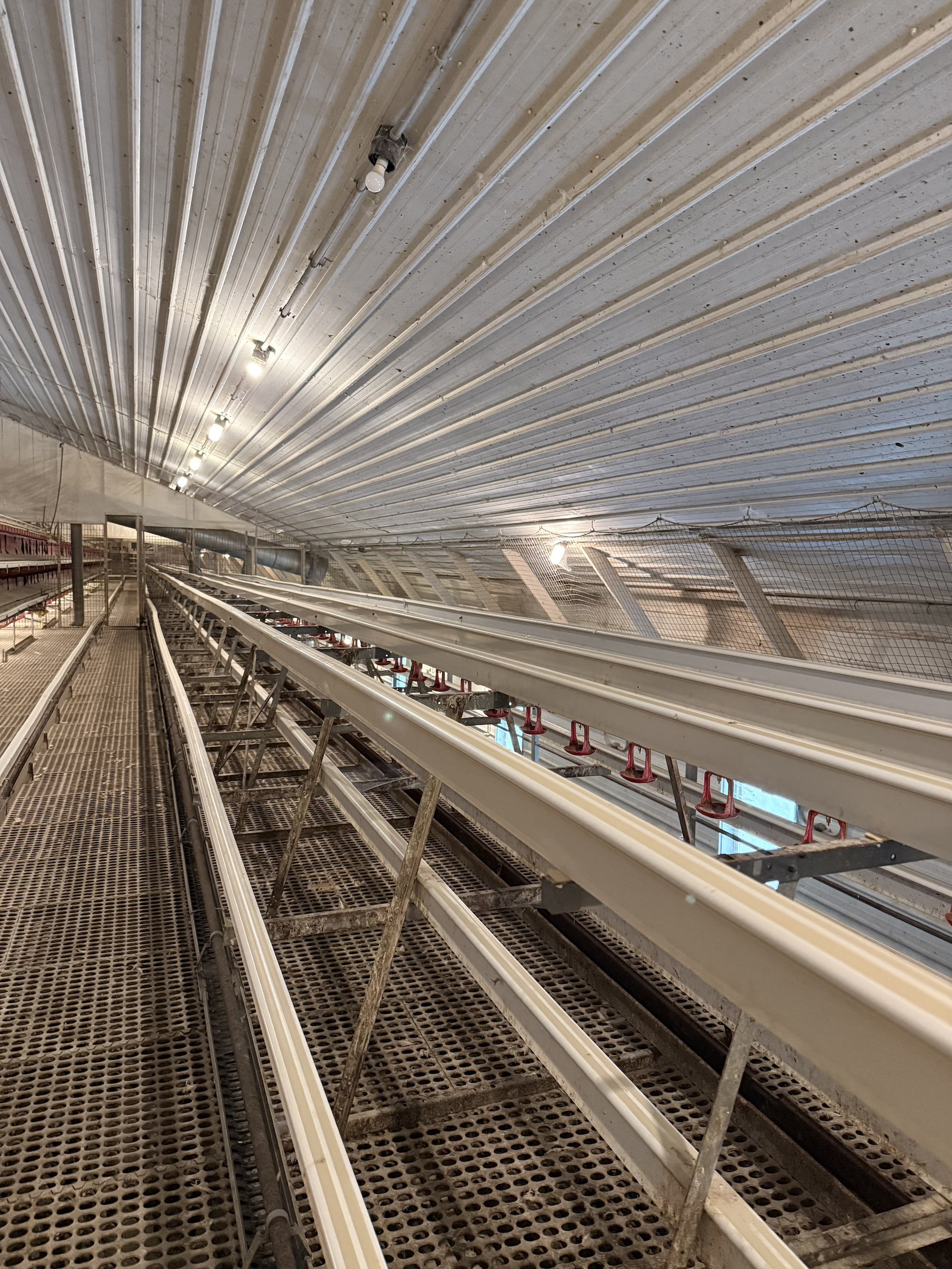 Perches and resting areas in the RED-L Aviary System