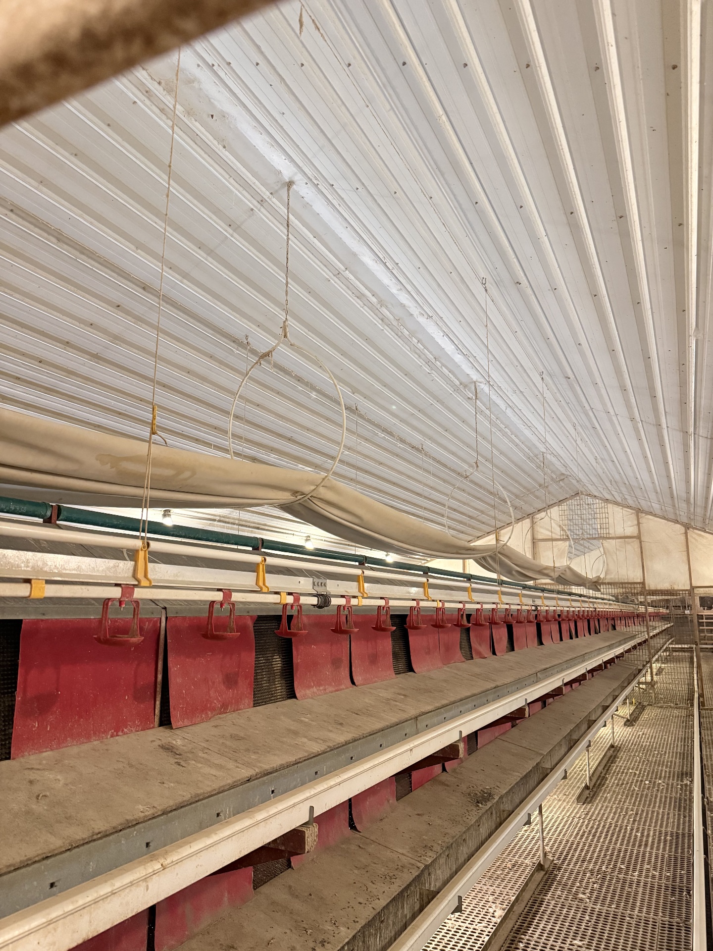 RED-L Aviary System photo 26