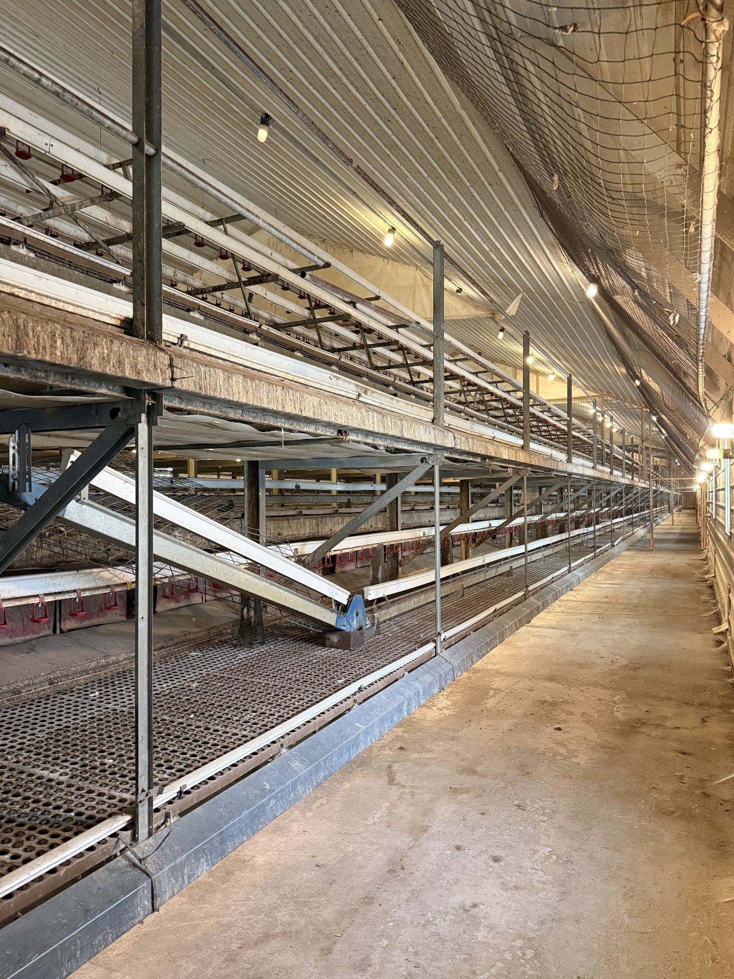 RED-L Aviary System photo 22