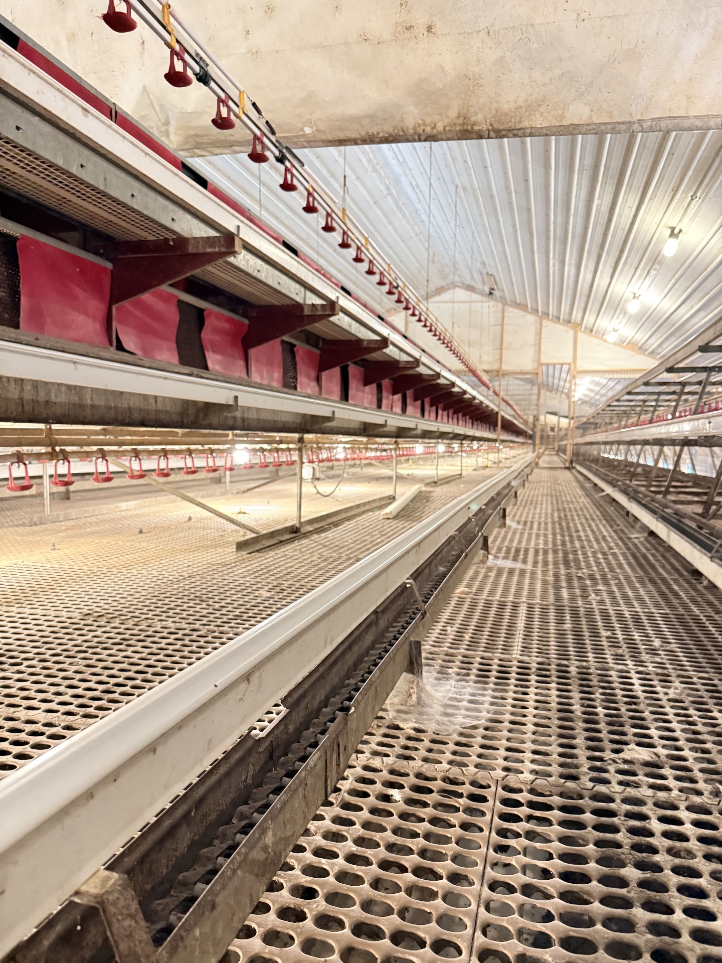 RED-L Aviary System photo 24
