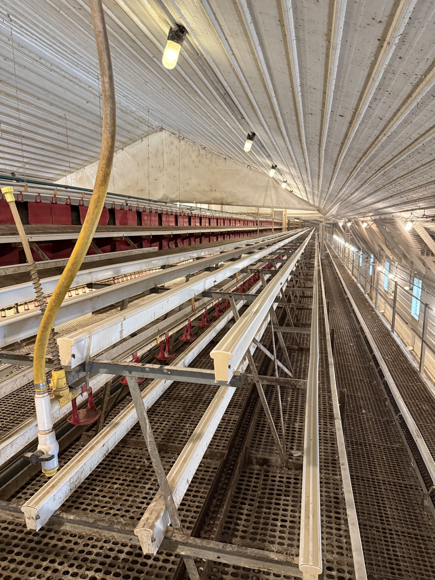 RED-L Aviary System photo 4