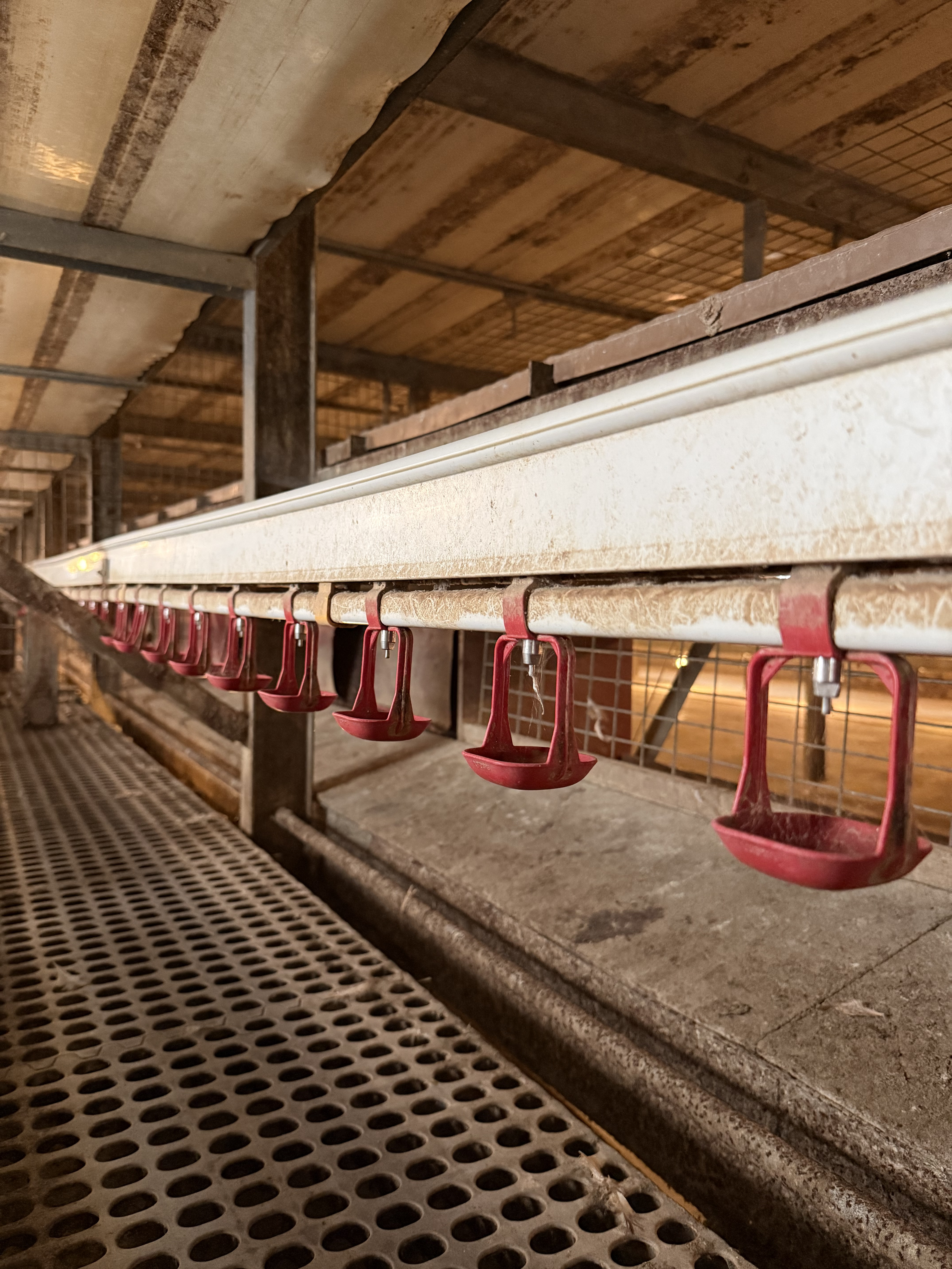 Drinker lines in the RED-L Aviary System